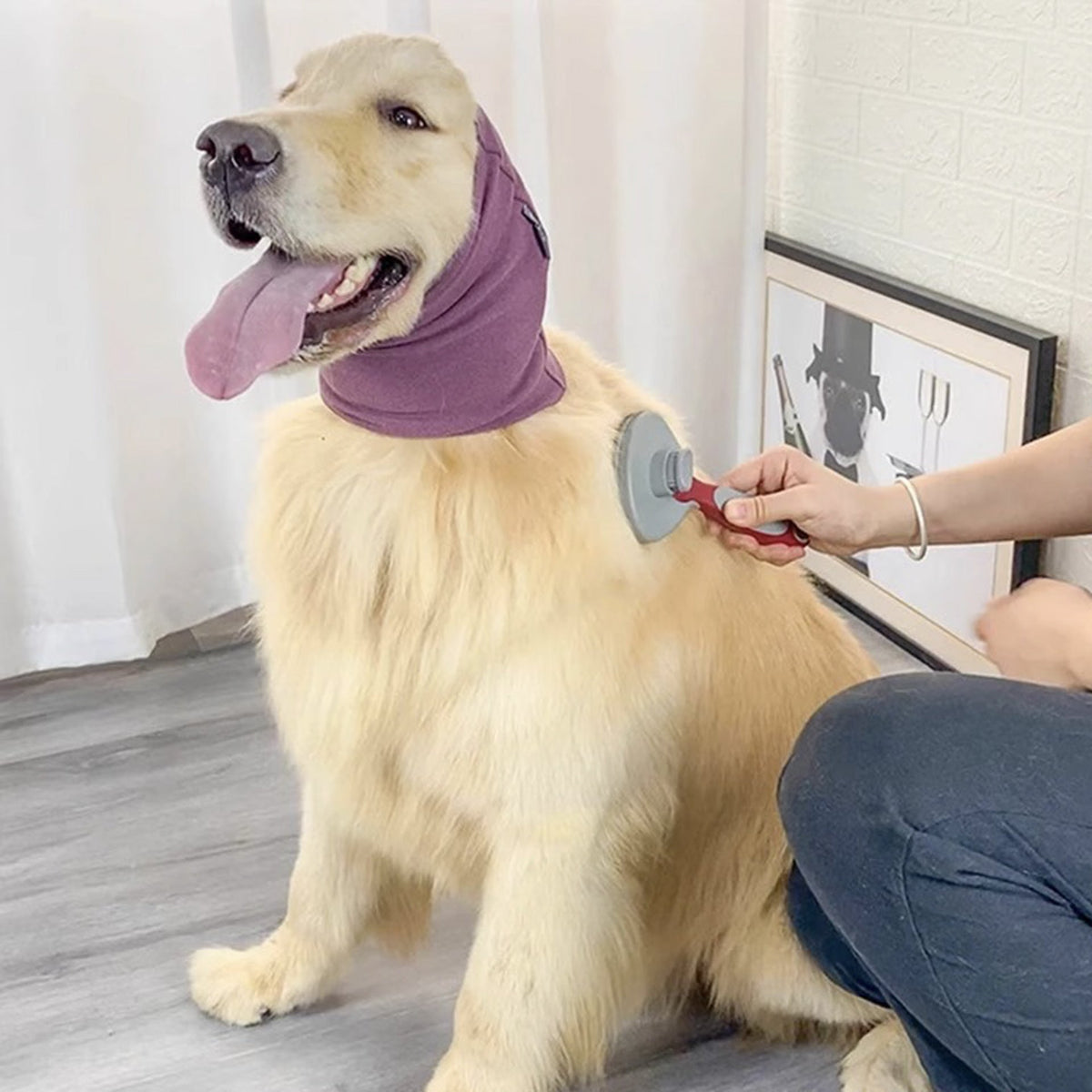 Dog Grooming
